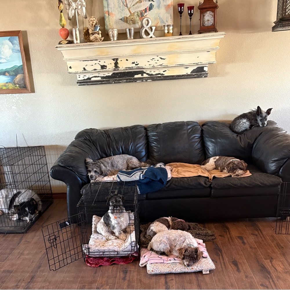 Thanks for Stopping By!❤️ Pet Friendly Closet! My brood of 7 🐾